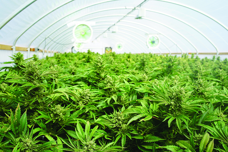 Cannabis Garden